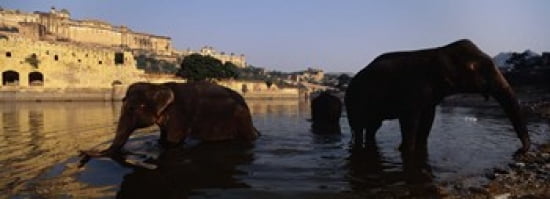 Three elephants in the river Amber Fort Jaipur Rajasthan India Canvas Art - Panoramic Images (36 x 13)