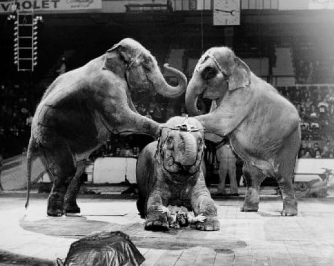 Three elephants performing in a circus Canvas Art - (18 x 24)