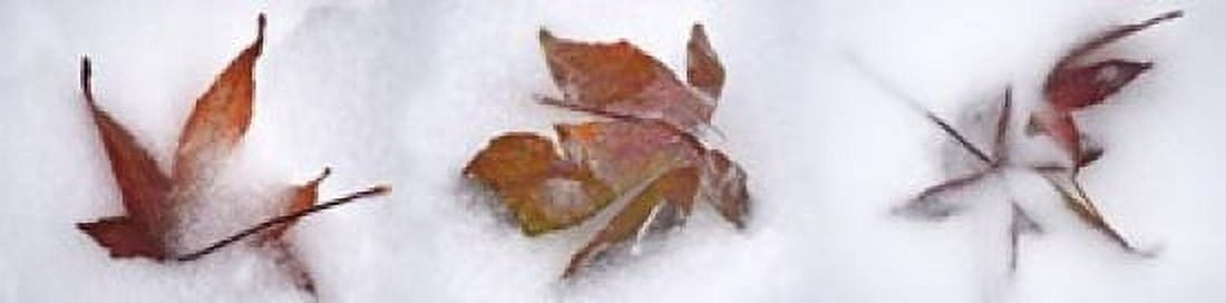 Three fall leaves in snow Canvas Art - Panoramic Images (20 x 5)