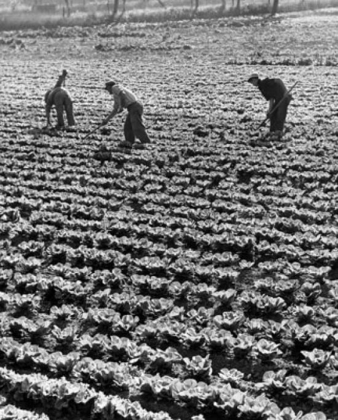 Three farmers in a cabbage field Canvas Art - (18 x 24)