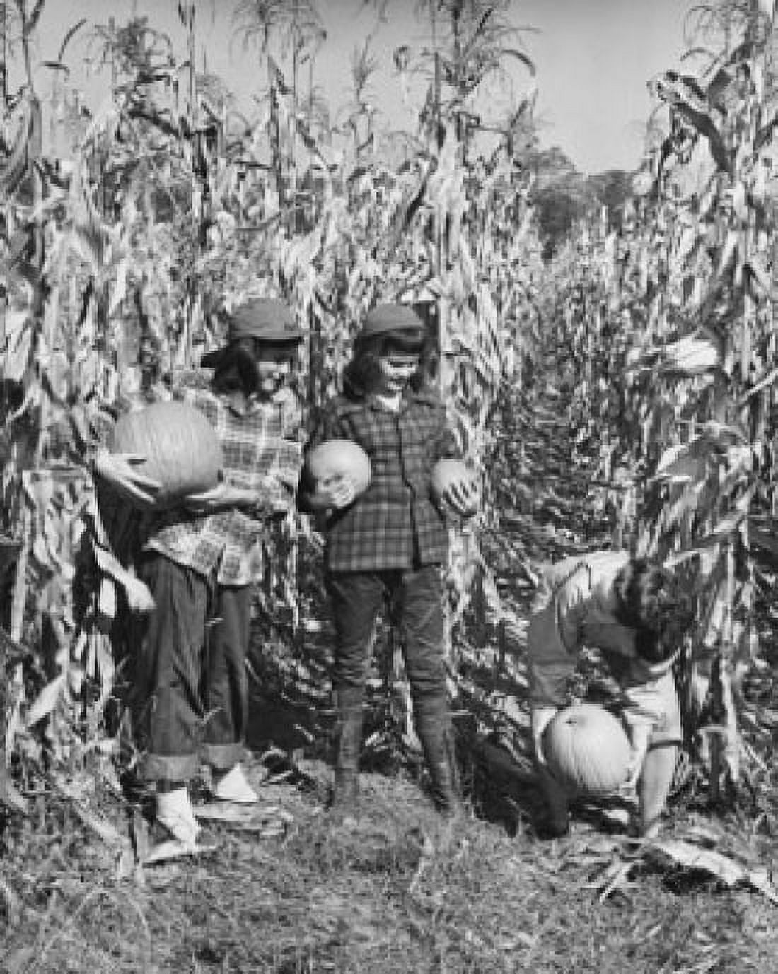 Three girls carrying pumpkins in a corn field Canvas Art - (18 x 24)
