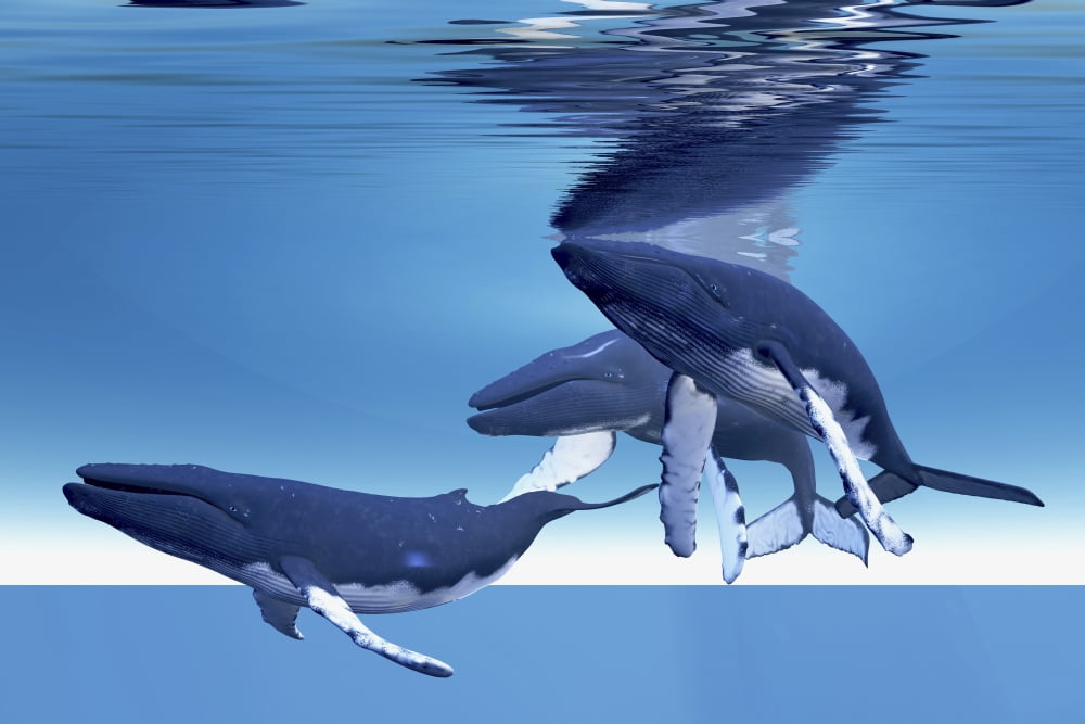 Three humpback whales rest near the ocean surface Canvas Art - Corey FordStocktrek Images (18 x 12)