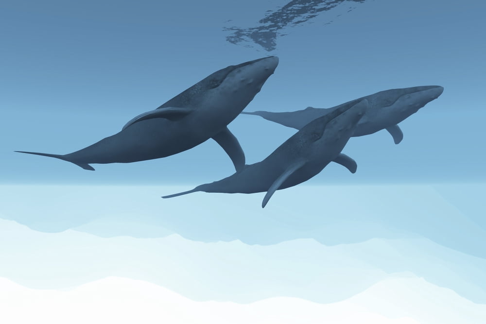Three humpback whales swim together in the vast open ocean Canvas Art - Corey FordStocktrek Images (18 x 12)