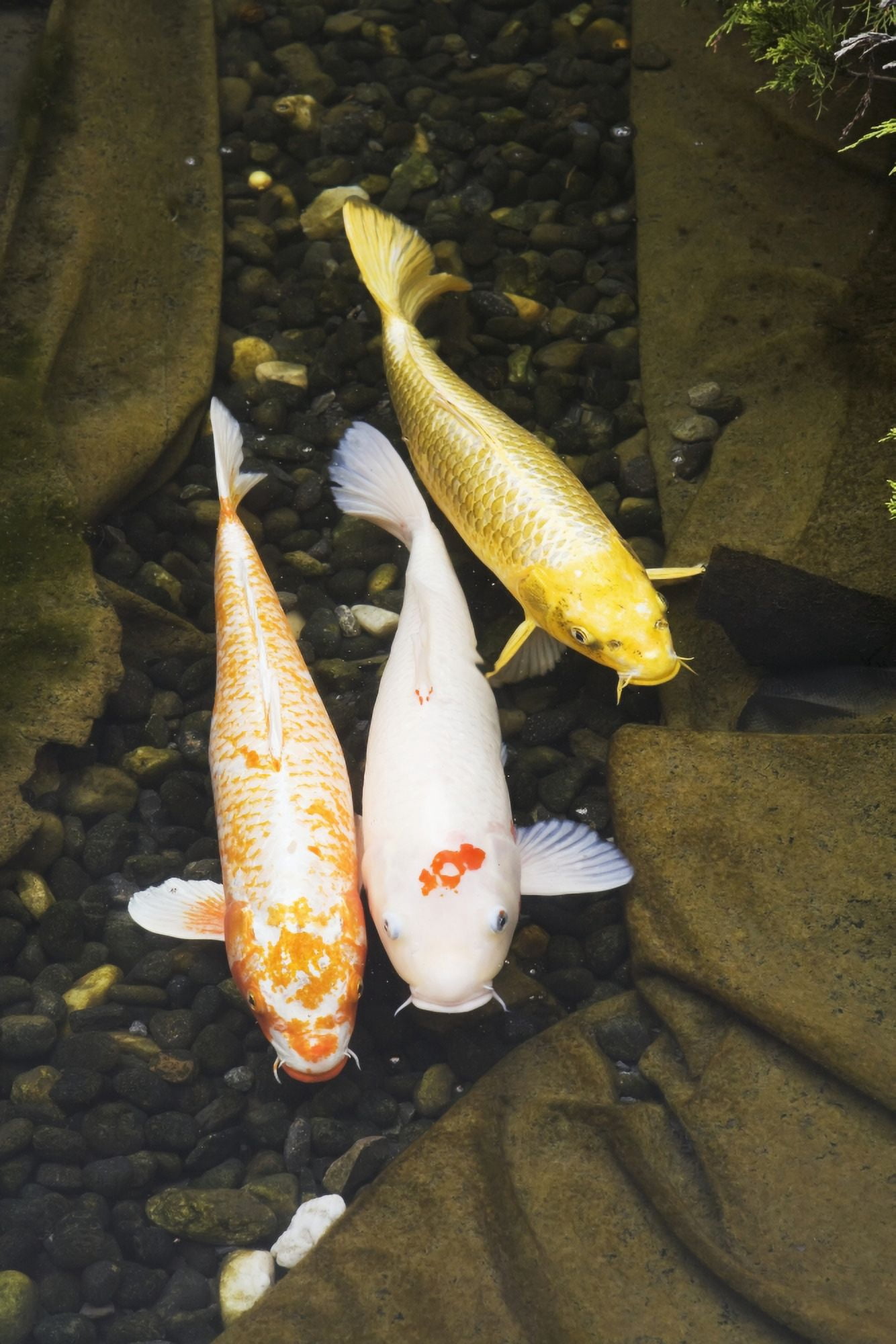 Three japanese koi fish in a pondMontreal quebec canada Canvas Art - Perry Mastrovito Design Pics (12 x 19)