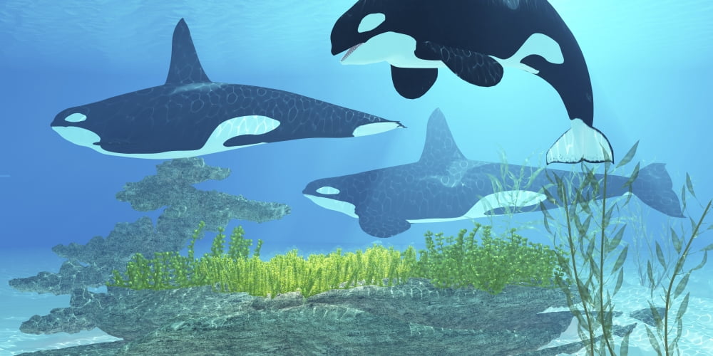 Three killer whales pass over a reef on a journey to find their next prey Canvas Art - Corey FordStocktrek Images (20 x 10)