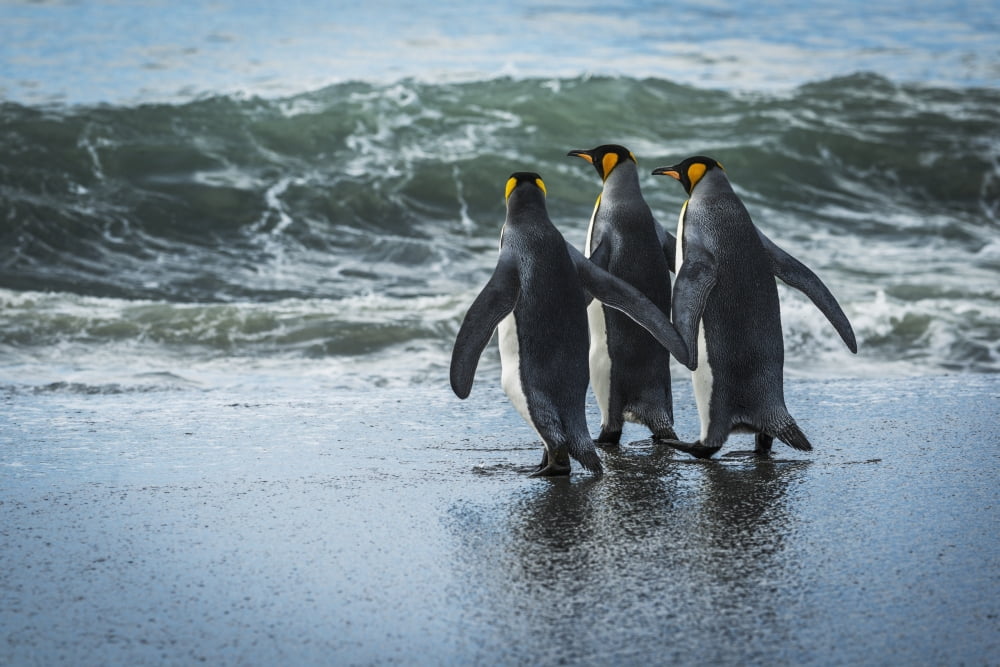 Three king penguins (Aptenodytes patagonicus) walking on sandy beach Antarctica Canvas Art - Nick Dale Design Pics (19 x 12)