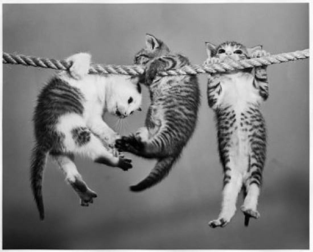 Three kittens hanging from a rope Canvas Art - (18 x 24)
