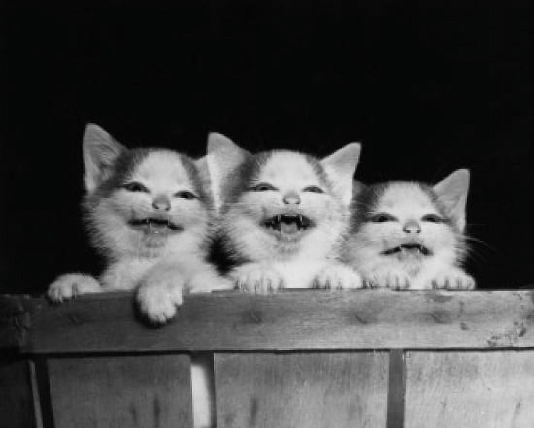 Three kittens hanging on the side of a basket Canvas Art - (18 x 24)
