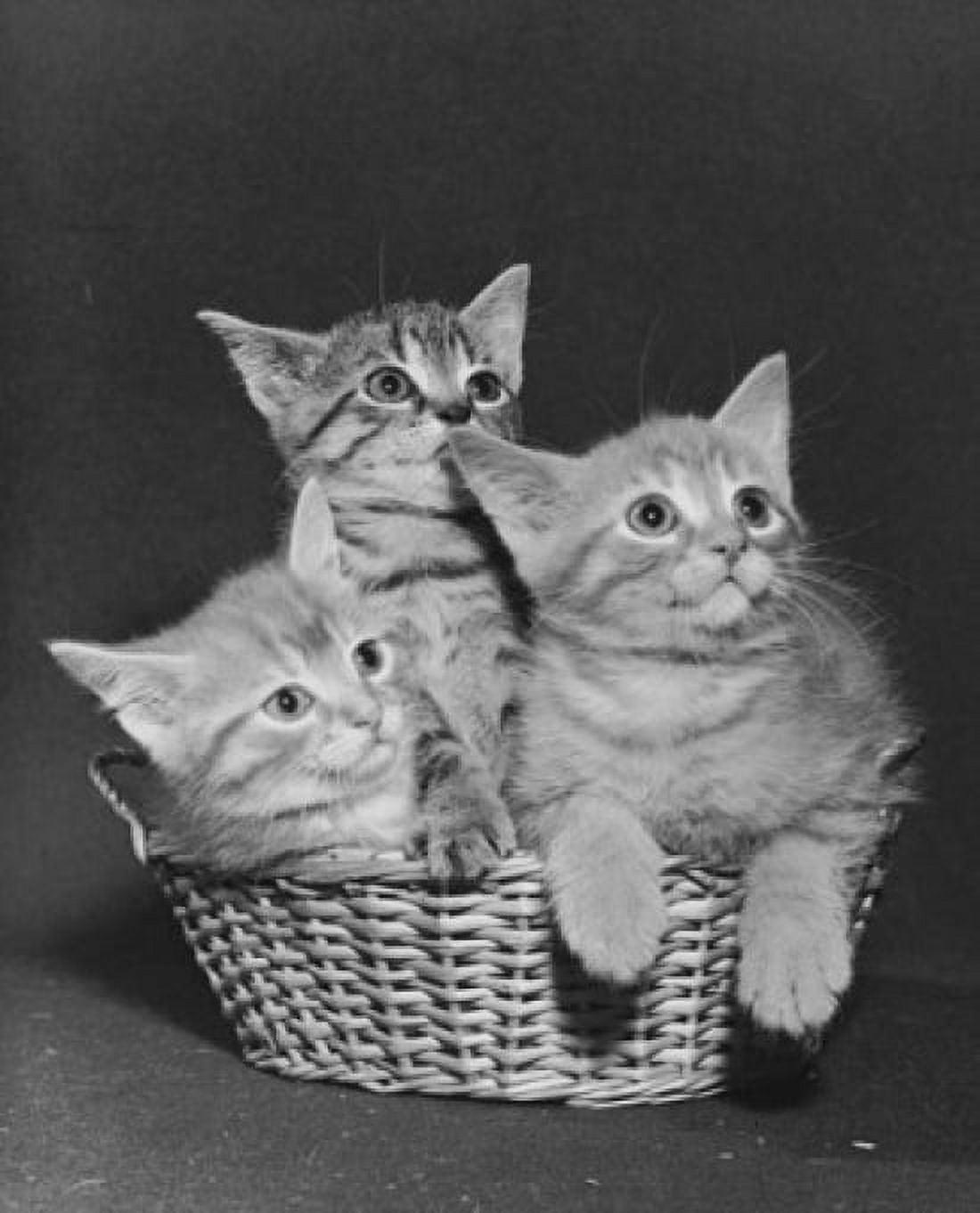Three kittens in a basket Canvas Art - (18 x 24)