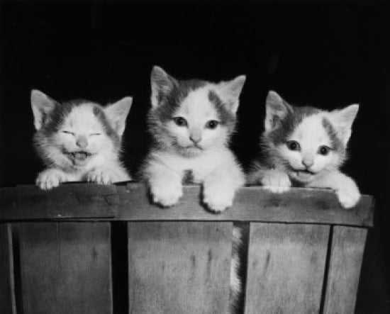 Three kittens in a basket Canvas Art - (18 x 24)