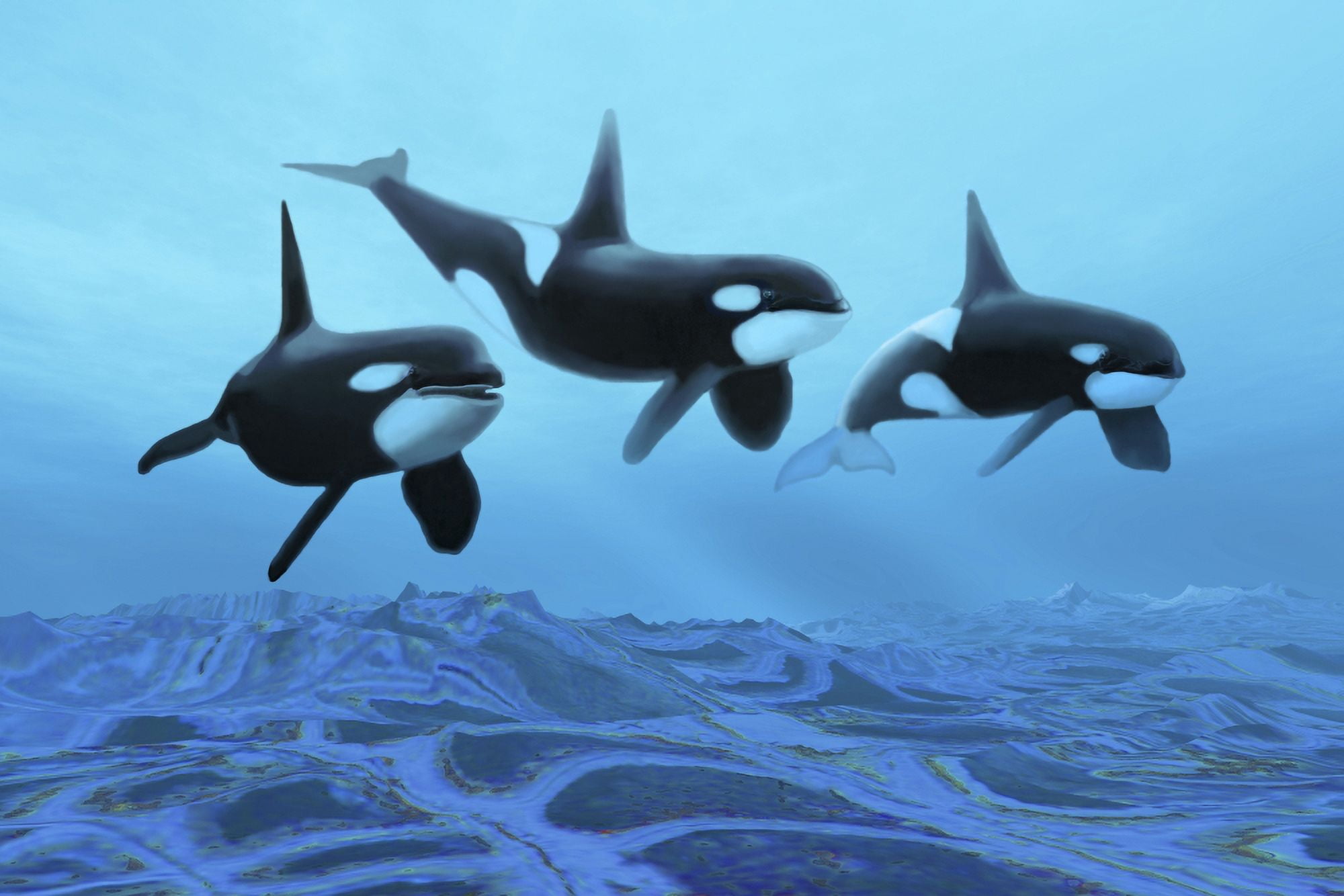 Three male killer whales swim over ancient fossil beds Canvas Art - Corey FordStocktrek Images (35 x 23)