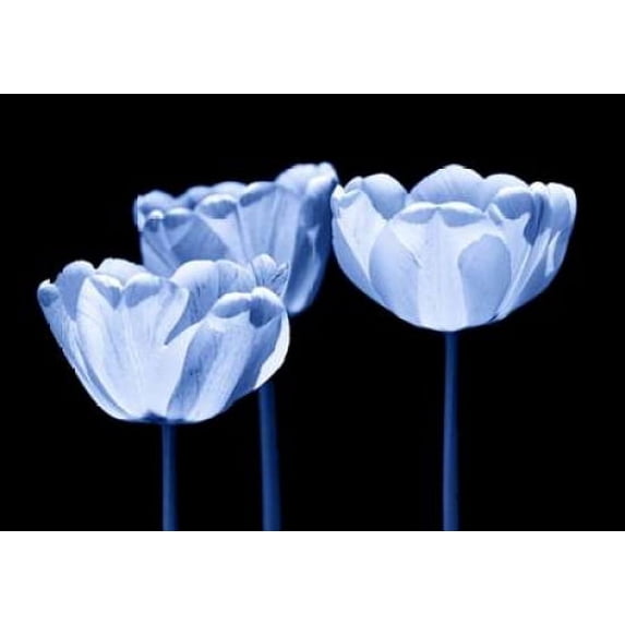 Three of us Poster Print by Kirsten Riedt (20 x 28)