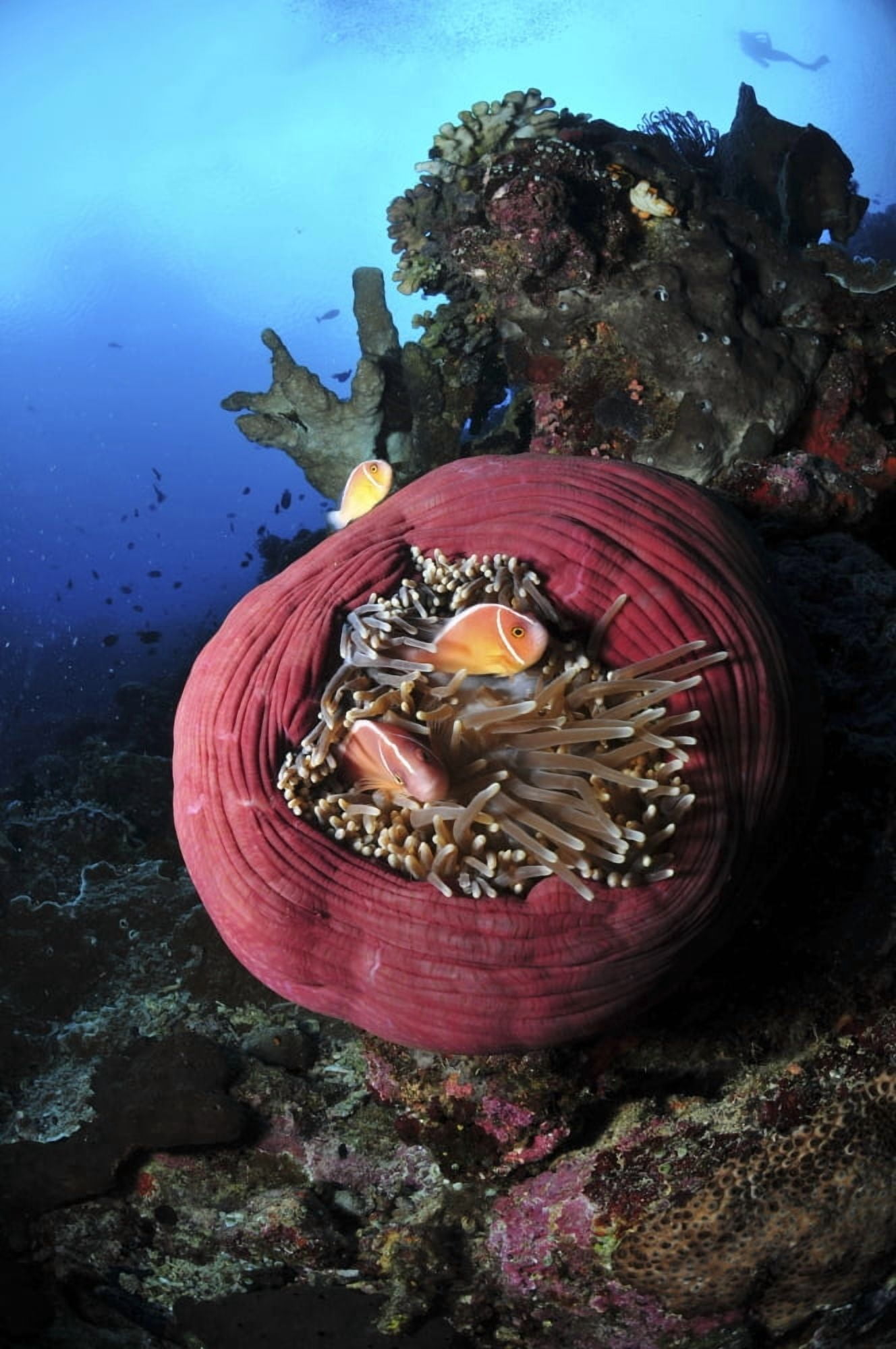 Three pink anemonefish in a circular pink anemone North Sulawesi Canvas Art - Mathieu MeurStocktrek Images (12 x 18)