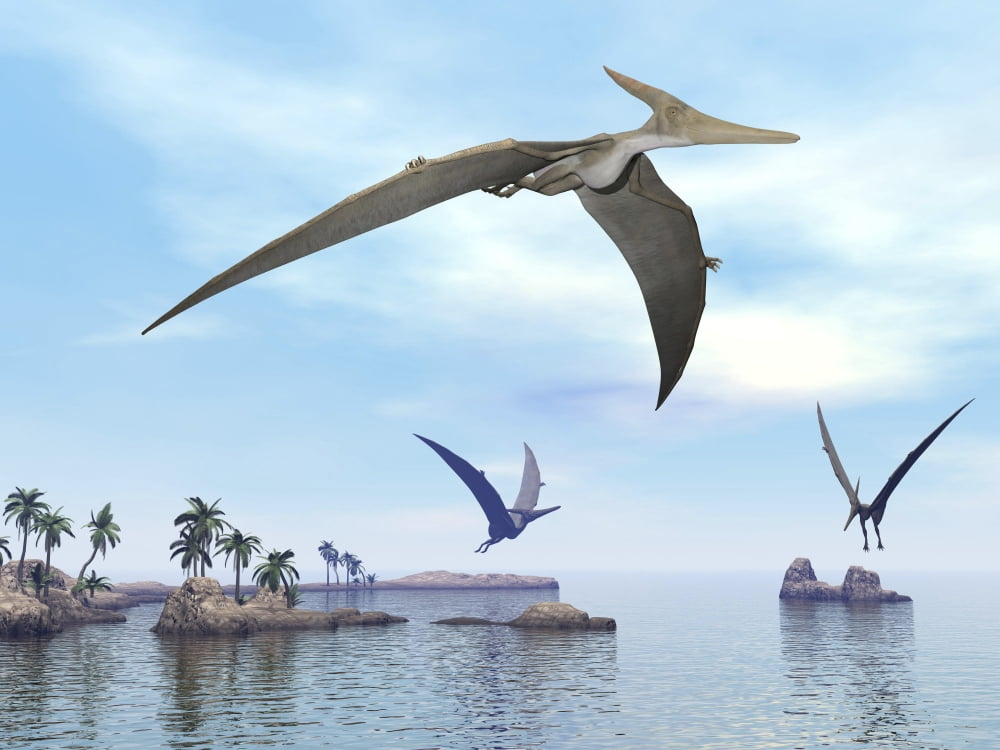 Three pteranodons flying over landscape with hills palm trees and water Canvas Art - Elena DuvernayStocktrek Images (17 x 13)