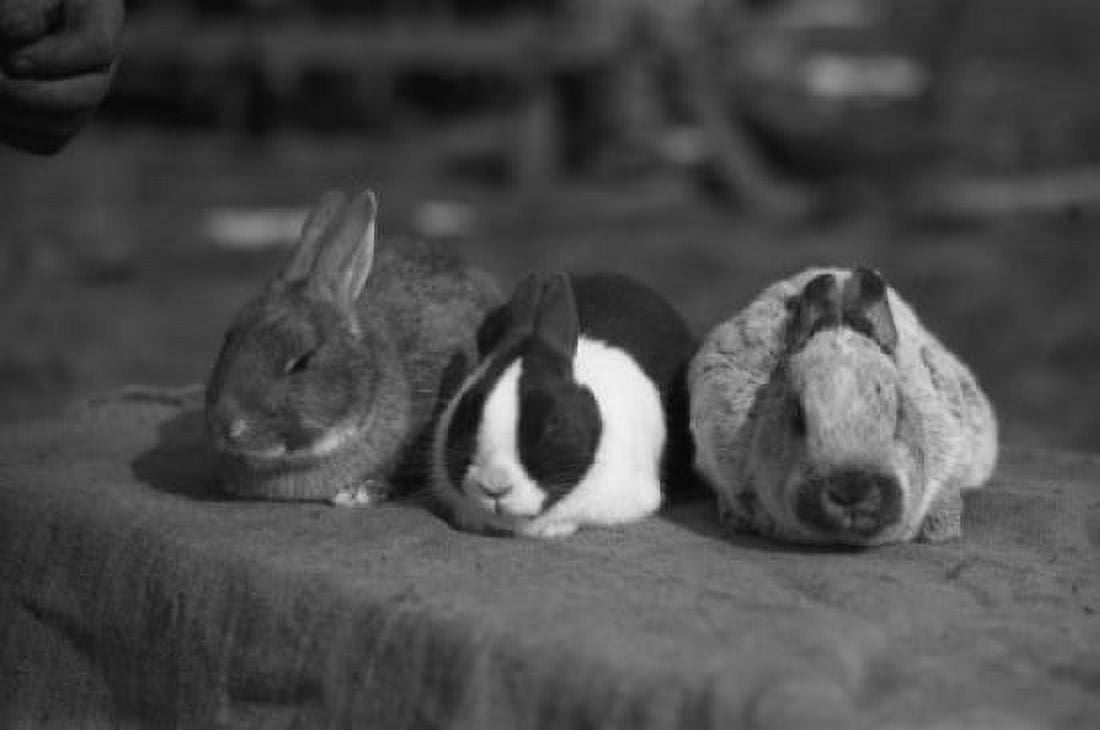 Three rabbits Canvas Art - (24 x 36)