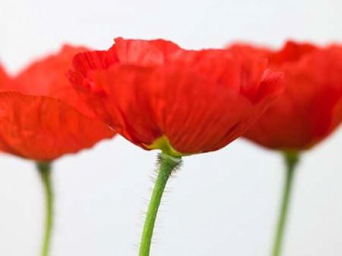 Three red poppies close-up Canvas Art - Assaf Frank (18 x 24)