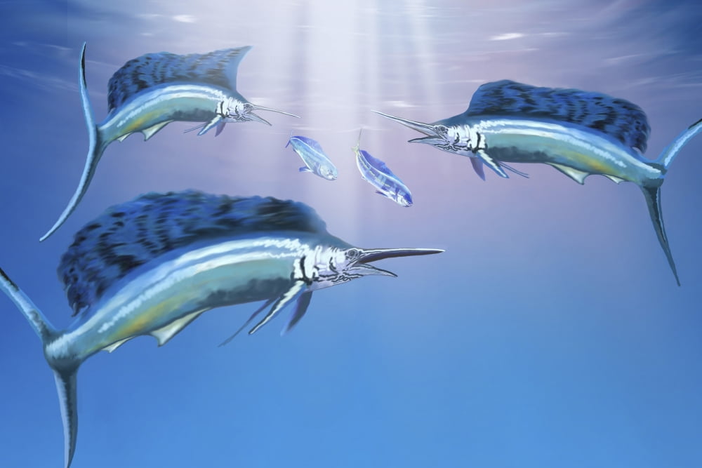Three sailfish hunt for their prey Canvas Art - Corey FordStocktrek Images (35 x 23)