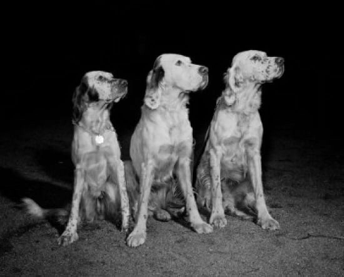 Three setters side by side Canvas Art - (24 x 36)