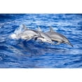 thumbnail image 1 of Three spinner dolphins leap out of the Pacific Ocean off the island of Lanai; Lanai Hawaii United States of, 1 of 3