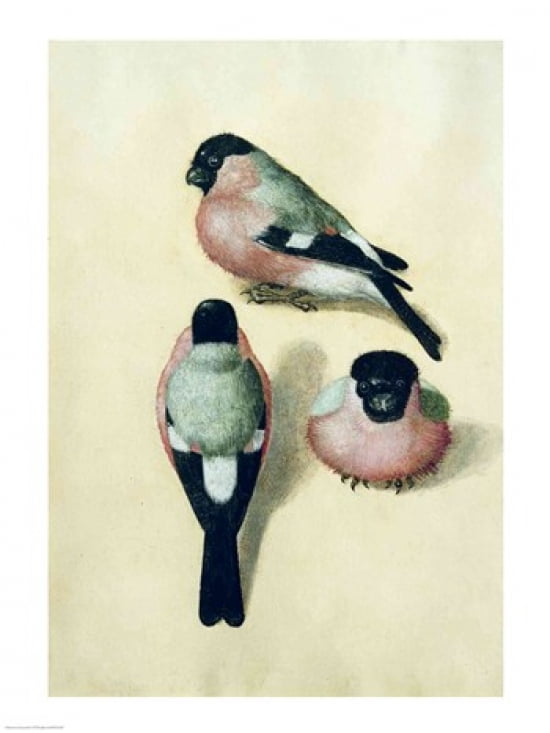 Three studies of a bullfinch Canvas Art - Albrecht Durer (18 x 24)