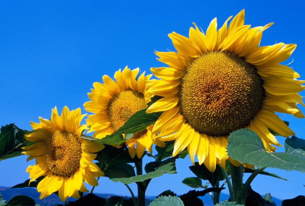 Three sunflower blossoms in a row pale blue sky Canvas Art - Panoramic Images (36 x 24)
