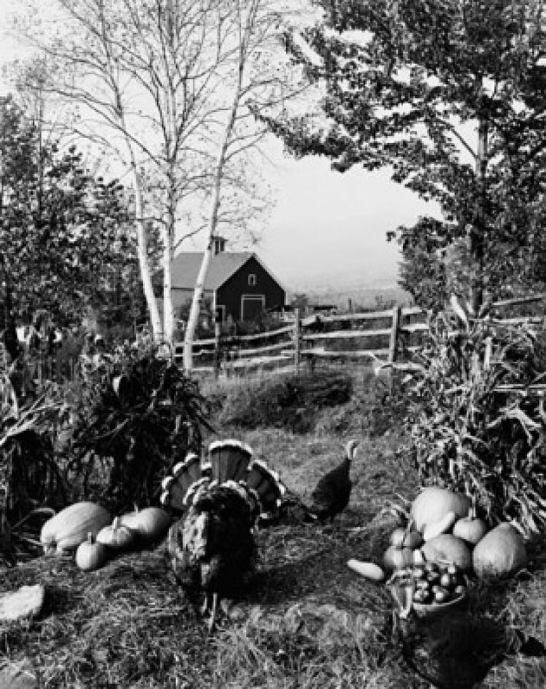 Three turkeys in a field near pumpkins Canvas Art - (18 x 24)