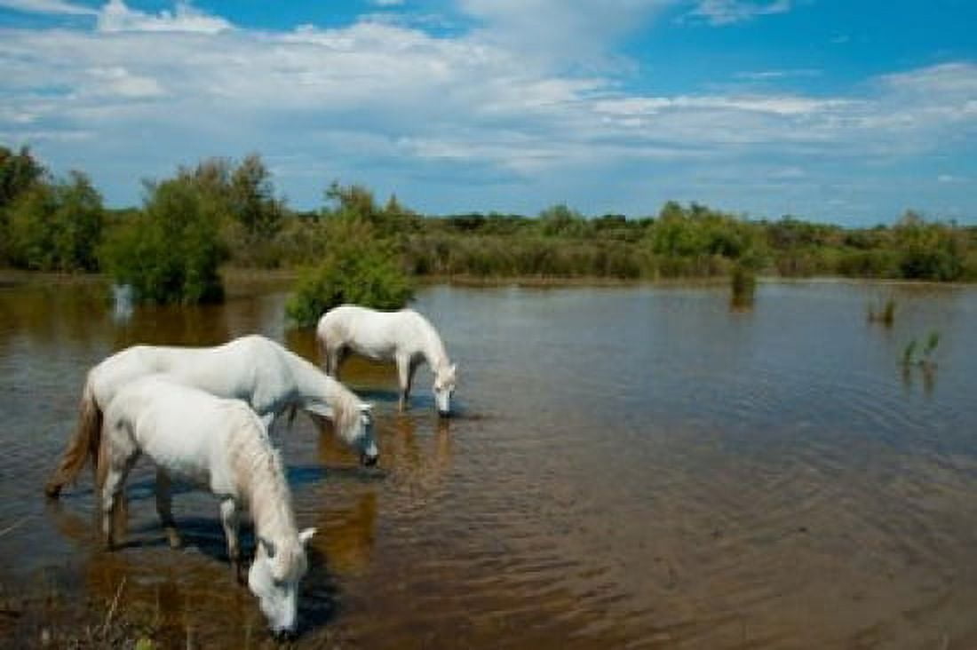 Three white Camargue horses in a lagoon Camargue Saintes-Maries-De-La-Mer Provence-Alpes-Cote dAzur France Canvas Art - Panoramic Images (36 x 24)