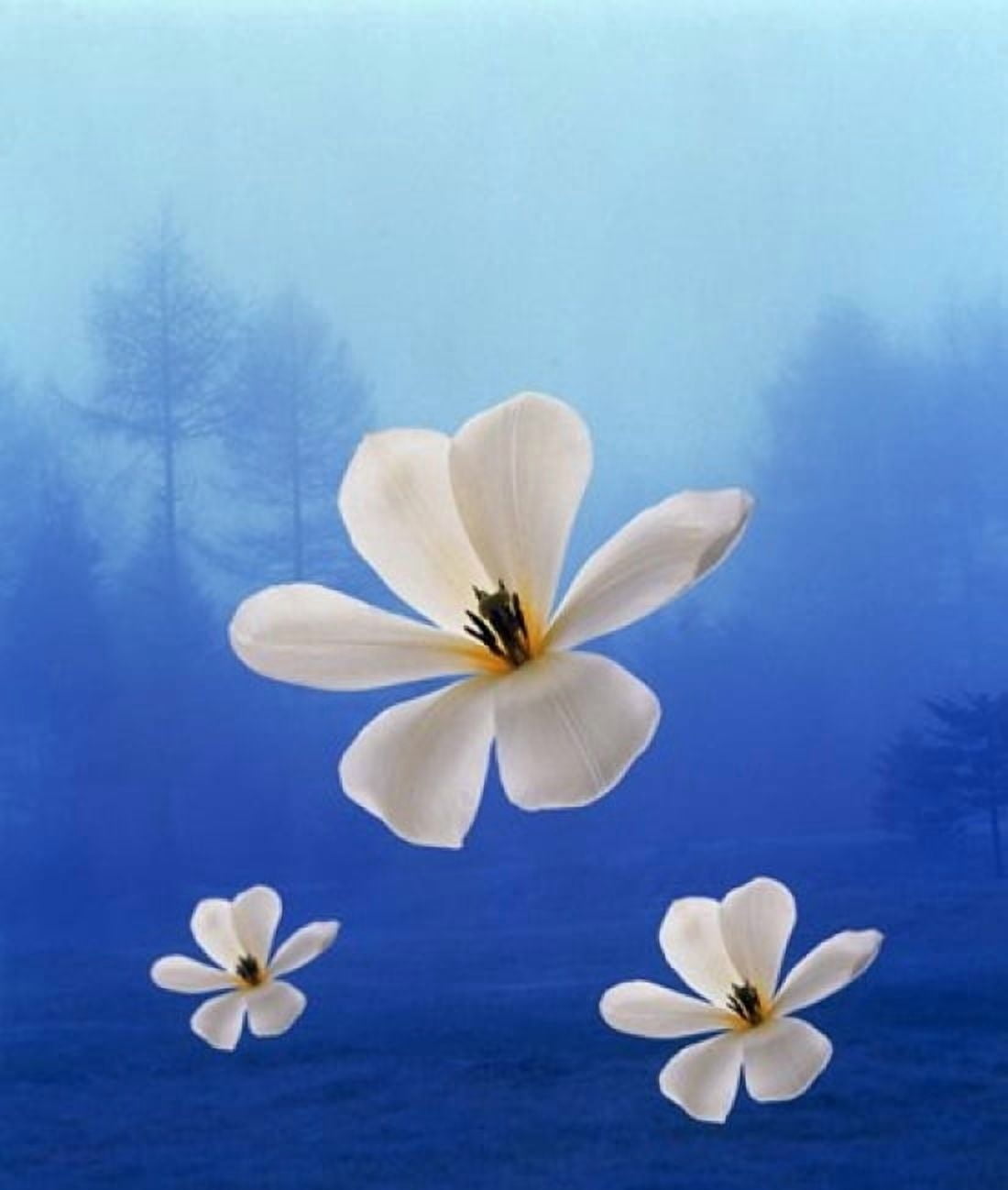 Three white orchids floating in foggy blue sky with silhouette of trees in background Canvas Art - Panoramic Images (31 x 36)
