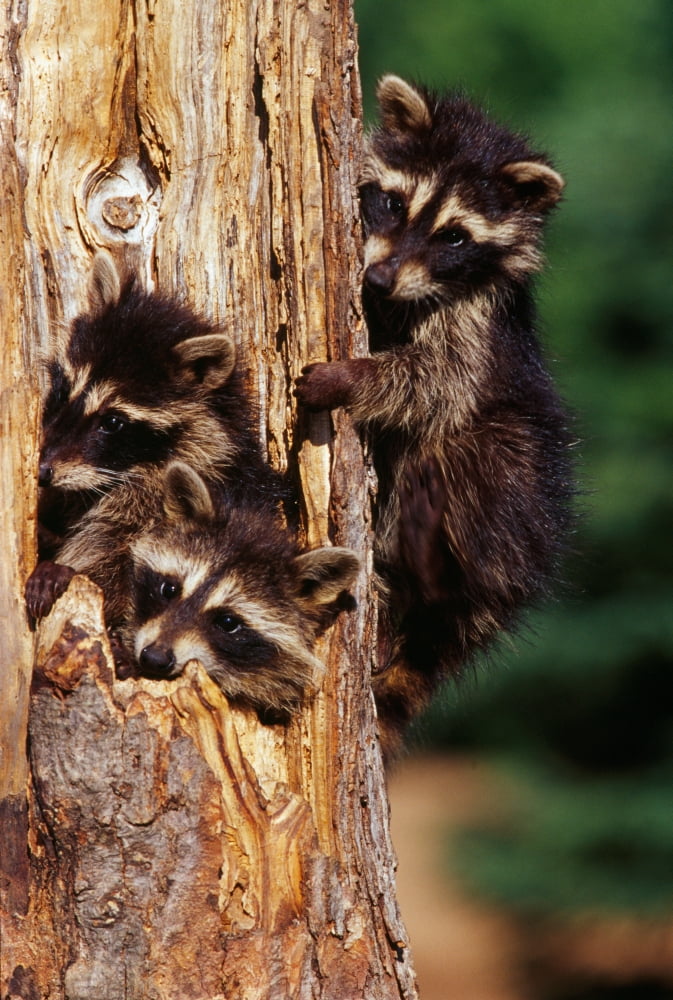 Three young raccoons in hollow tree Minnesota USA Canvas Art - Panoramic Images (27 x 9)