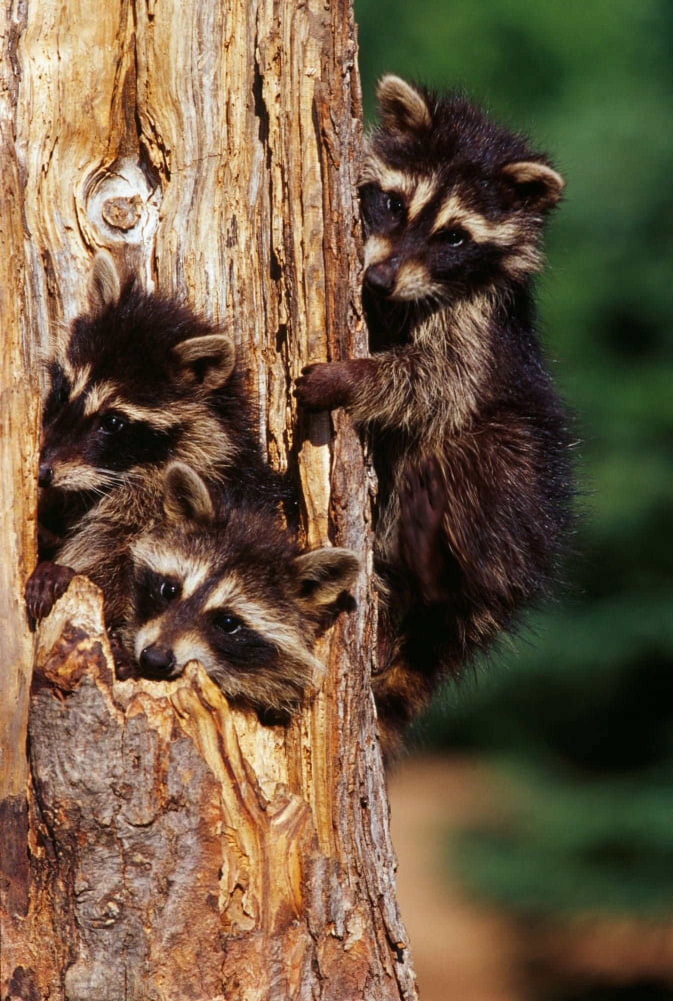 Three young raccoons in hollow tree Minnesota USA Canvas Art - Panoramic Images (36 x 12)