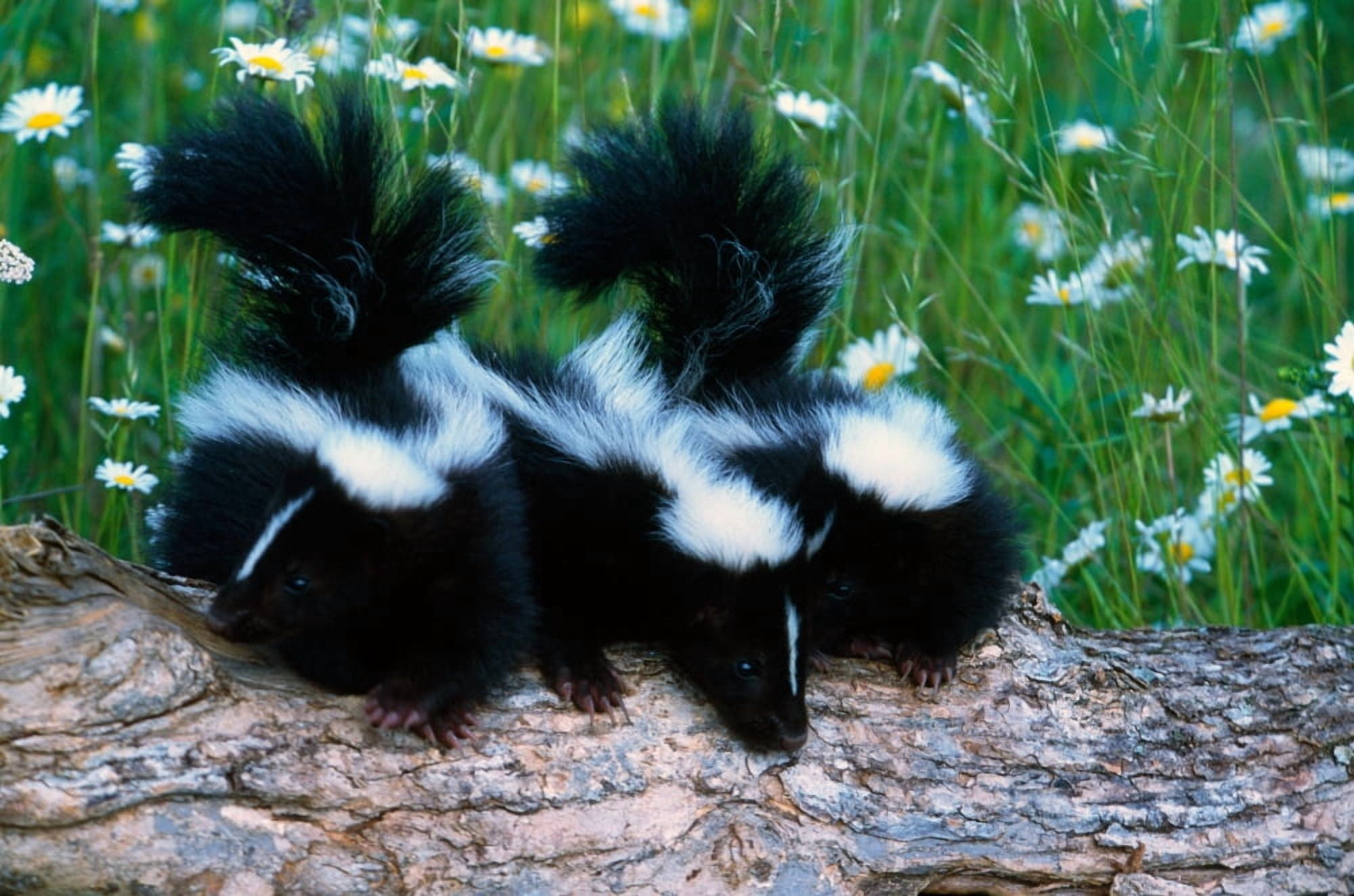 Three young skunks on log in wildflower meadow Minnesota USA Canvas Art - Panoramic Images (12 x 36)