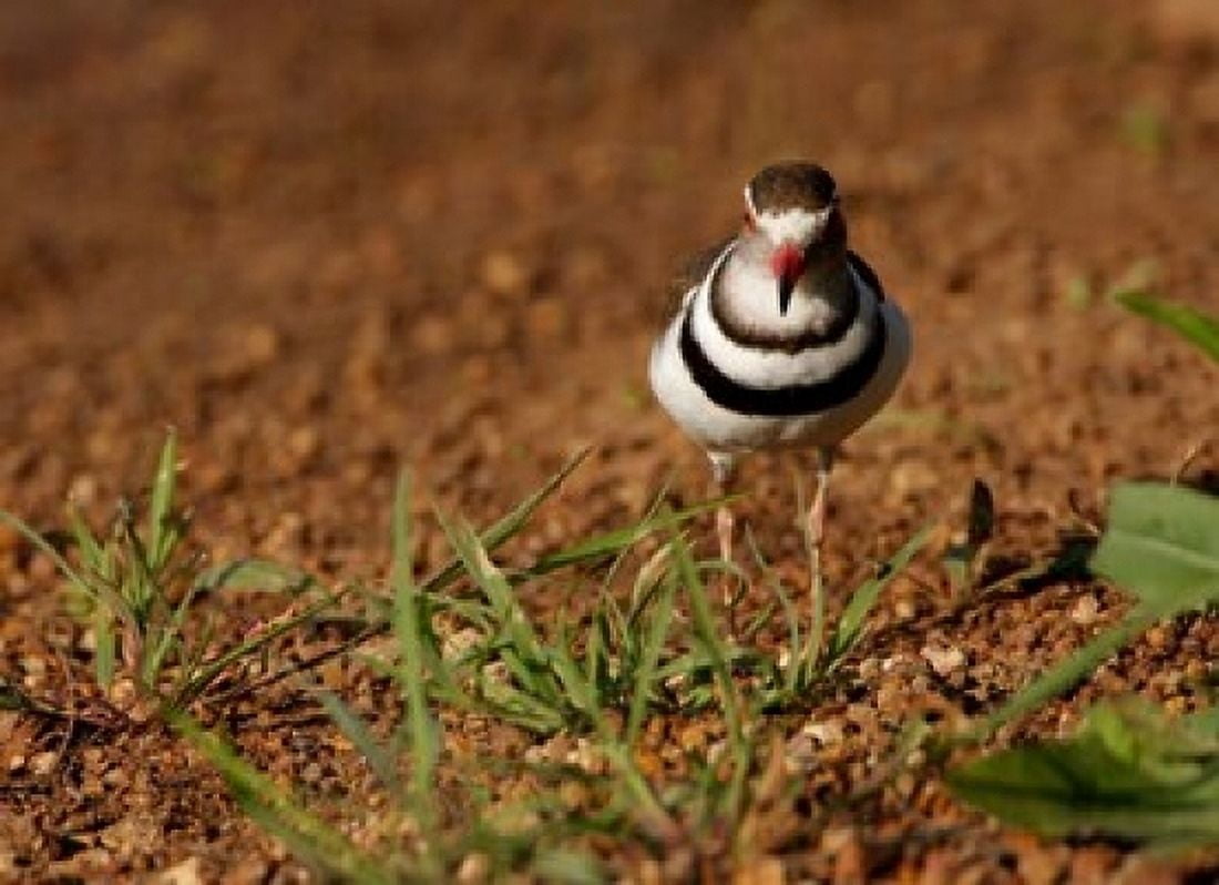 Threebanded Plover Mkuze Game Reserve South Africa Canvas Art - Maresa Pryor DanitaDelimont (24 x 18)