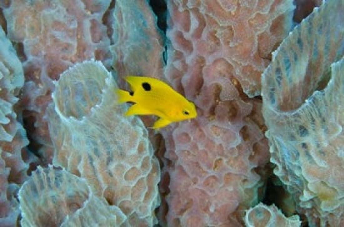 Threespot Damselfish Azure Vase Sponge Caribbean Canvas Art - Pete Oxford DanitaDelimont (36 x 24)