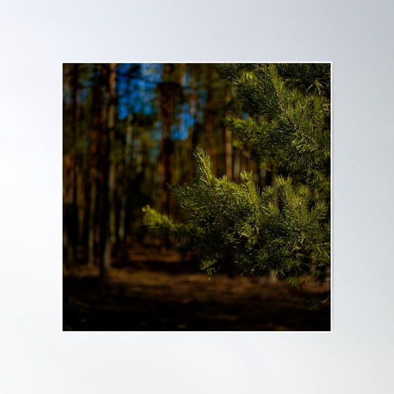 Through The Pine Poster Wall Art, Modern Wall Decor, 30x30 UNFRAMED