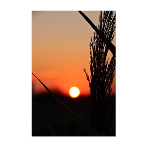 Through to the Setting Sun - New Jersey Photography Sunset Silhouette Nature Scenic Landscape Minimalist Calm Unframed Wall Art Print 32 x 48 inches
