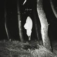 thumbnail image 1 of Throw (CD), 1 of 1
