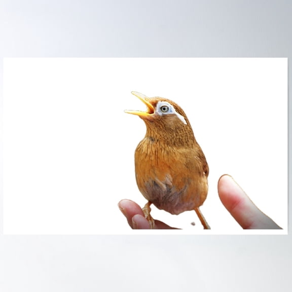 Thrush And Hundred Tongue Are All Songbirds With Soft Voices Poster Wall Art, Modern Wall Decor For Living Room Bedroom, 8x12 UNFRAMED
