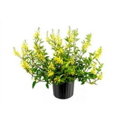Thryallis 1 Extra Large 3 Gallon Plant Galphimia glauca Tropical Beauty Year-Round Blooms