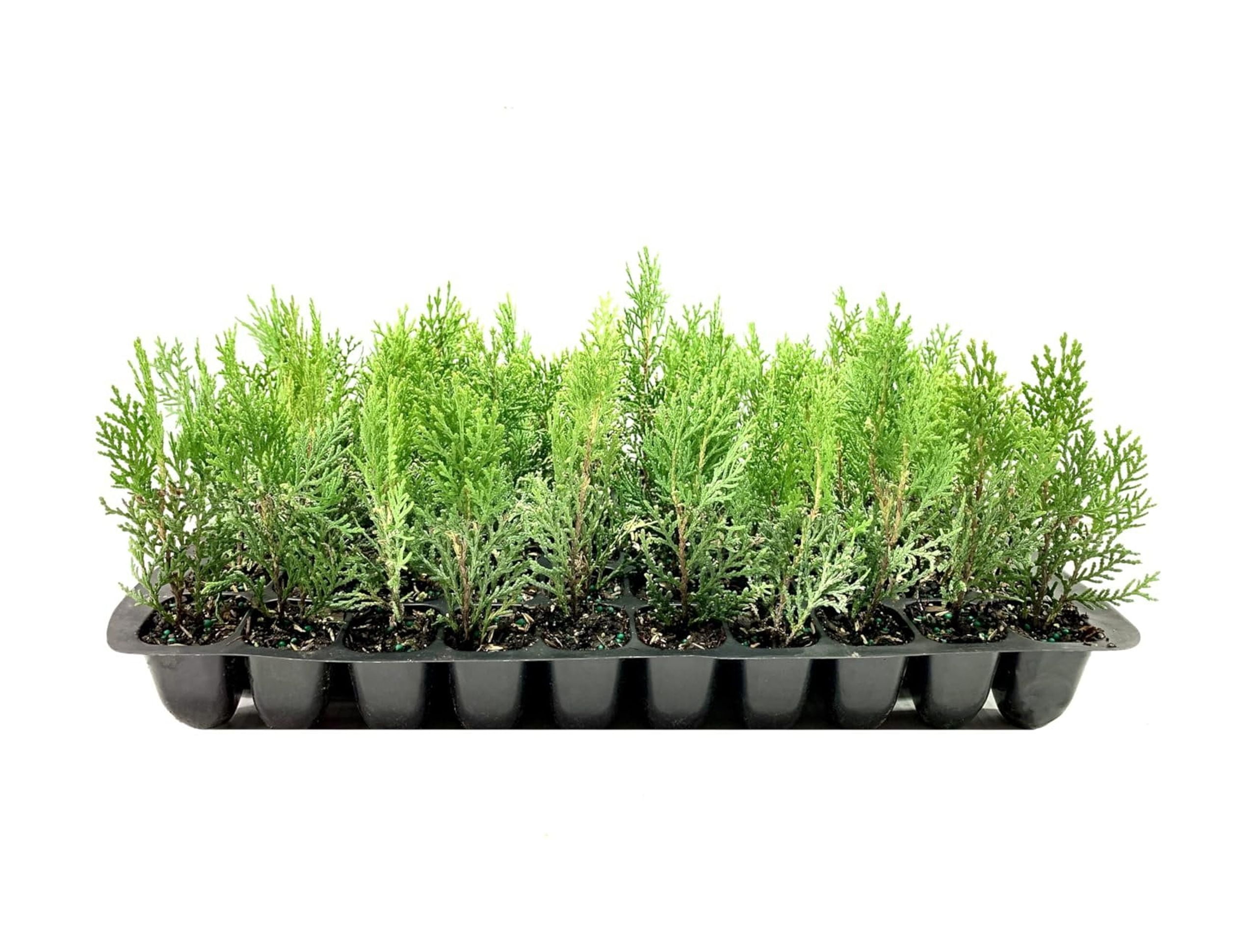Thuja Arborvitae Blue Cone  20 Live Trees  Evergreen Privacy Screening Hedge Plants