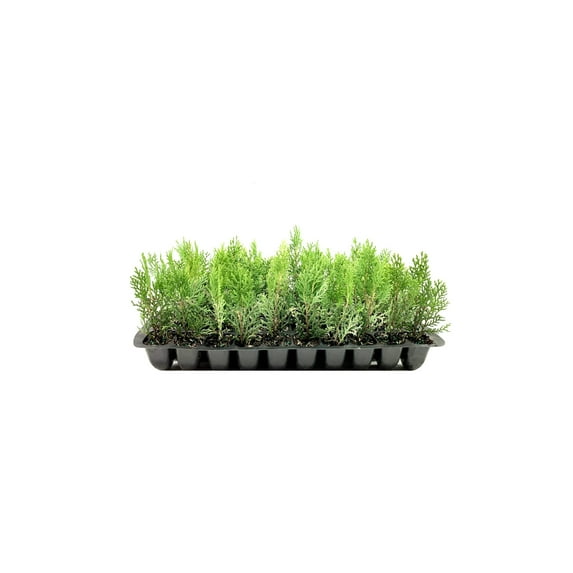 Thuja Arborvitae Blue Cone 3 Live Trees Evergreen Privacy Screening Hedge Plants