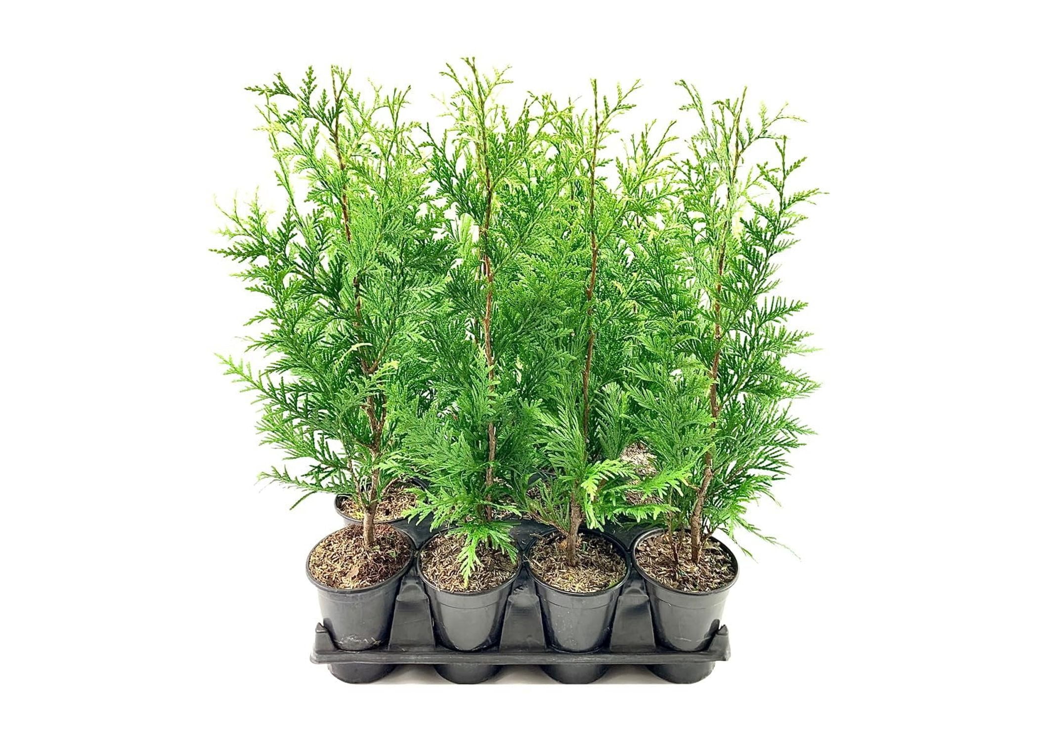 Thuja Arborvitae Green Giant - 10 Live Quart Size Plants - Evergreen Privacy Trees