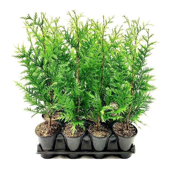Thuja Arborvitae Green Giant - 12 Live Quart Size Plants - Evergreen Privacy Trees