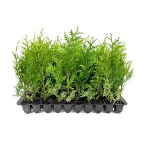 Thuja Green Giant 40 Live Plants Thuja standishii x plicata Fast Growing Evergreen Trees Privacy Hedge Plants for Landscaping