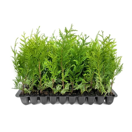 Thuja Green Giant 40 Live Plants Thuja standishii x plicata Fast Growing Evergreen Trees Privacy Hedge Plants for Landscaping