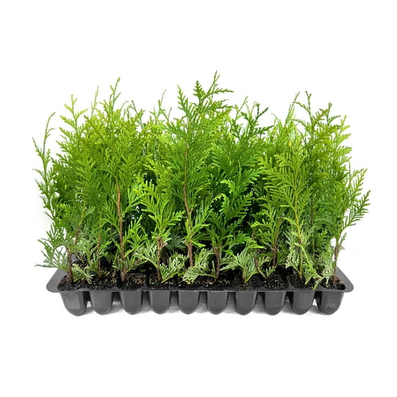 Thuja Green Giant 40 Live Plants Thuja standishii x plicata Fast Growing Evergreen Trees Privacy Hedge Plants for Landscaping