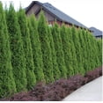 thumbnail image 1 of Thuja Emerald Green | 3 Live 4 Inch Plants | Thuja Occidentalis | Privacy Screen, Fast Growing Evergreen, Low Maintenance Landscaping, Year-Round Color, Dense Foliage, Cold Hardy, Windbreak, 1 of 6