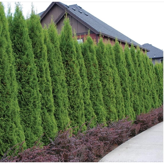 Thuja Emerald Green | 3 Live 4 Inch Plants | Thuja Occidentalis | Privacy Screen, Fast Growing Evergreen, Low Maintenance Landscaping, Year-Round Color, Dense Foliage, Cold Hardy, Windbreak