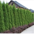 thumbnail image 1 of Thuja Emerald Green | 50 Live Plants | Thuja Occidentalis | Privacy Screen, Fast Growing Evergreen, Low Maintenance Landscaping, Year-Round Color, Dense Foliage, Cold Hardy, Windbreak, 1 of 6