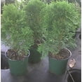 thumbnail image 1 of Thuja Evergreen Shrub, Emerald Green Arborvitae, 4 Inch Pot, Lot of 15, 1 of 6