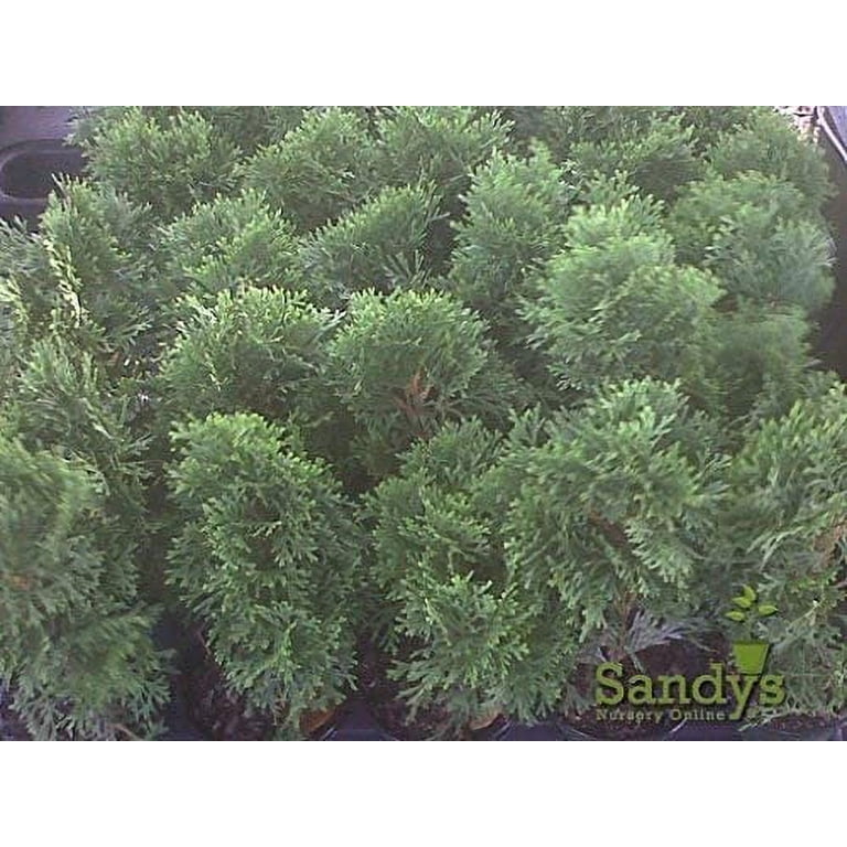wisteria fake flowers 6 Bushes 21 in tall Artificial Wisteria Silk Flowers Hanging Vines